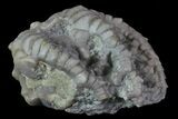 Bargain, Cyathocrinites Crinoid Fossil - Crawfordsville, Indiana #68504-2